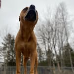 Phil Webber - @a.dog.named.phil - Instagram