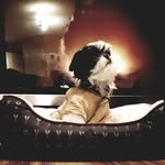 Phil Whiting 🐶🥺😁 - @smallphil_the_shihtzu - Instagram