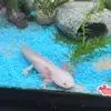 The Axolotl Kidp - @philwhitney6 - TikTok