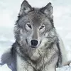 Phil McKool - @phil_wolf123 - TikTok