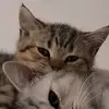 Philip Barcos - @philip.barcos - TikTok