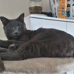 Philip Barreiros Belanger - @silverhairedfeline - Instagram