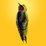 Philip Belcher - @phillybelchers - Instagram