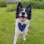 PHILIP | Border Collie - @philip.bordercollie - Instagram