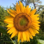 Alecia and Philip Casper - @casperfamilyfarm - Instagram