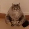 @clumsy.hog - @philippchristmann - TikTok
