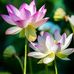 Philip Considine - Facebook