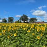 Phil Cousins - @smileys_sunflower_field1 - Instagram