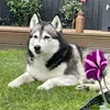 Phillip Cousins - @phillip.cousins - TikTok
