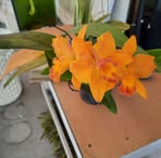 Phillip Crossman - Facebook