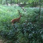 Philip Gallant - @deernatureihavenothing - Instagram