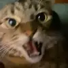 PGhantous - @pghantous - TikTok