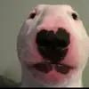 Buridog - @grangerphilip - TikTok