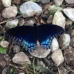 Philip Heid - @philsreplacement - Instagram