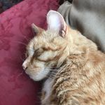 Philip Horner - @vox.clamantis - Instagram