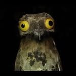 Phil Kaye - @phil.kaye.33 - Instagram