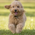 Phil Kingston - @countrymuttcouture__ - Instagram