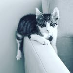 Philip Theodore Marlowe - @the_simple_art_of_marlowe - Instagram