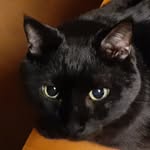 黒猫まろ - @philipmarlowe0727 - Instagram