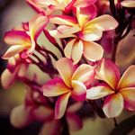 Philip Mcpherson - @phillipmcpherson313 - Instagram