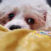 Philipthepoodlemix - @philipthepoodlemix - TikTok