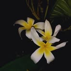 Nazlin Phillip - Facebook