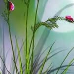 neeraja philip - @philipneeraja - Instagram