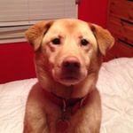 Matt_Philip_Francis_Pitman - @matt_123_pitman - Instagram
