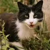 PocketPetPleasures - @philippondouce - TikTok