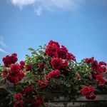 Philip Rossi - @philiprossi172 - Instagram