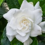 Philip Skipper - @gardenia_lemons - Instagram