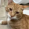 Tabby_Cat - @philip_thetabbycat - TikTok