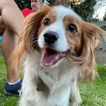 buddy philip gary whittle - @buddyphilipgarythedog - Instagram