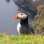Philip Banks - @philipwildlifephoto - Instagram