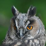 Philip Müller - @philip.mueller.wildlife - Instagram