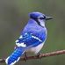 Philip Wynn - Facebook