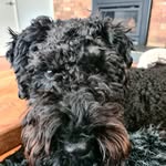 Philippa Chapman - @l1mebelly - Instagram