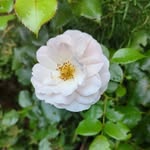 Philippa Cross - @philippa1958c - Instagram