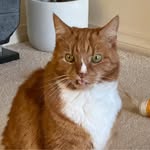 Philippa Ellis - @piparoo_pom - Instagram