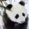 Panda - @philippasmith - TikTok