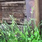 Philippa Watson - @wildwestbarn - Instagram