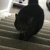 philippawatsonuk - @bettybeebum2 - TikTok