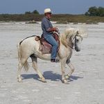 Chevaux Camargue - @philippe.blanchard.35380 - Instagram