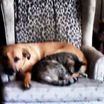 Savage Phil - @phillipadams434 - Instagram