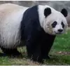 Philip Andrade - @pandaboithick - TikTok