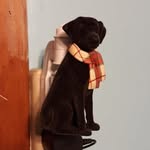Philip, Lima, Bean, and Ollie - @phil.l.ip.bean.o - Instagram