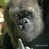 phillipbonebrigh3 - @phillipbonebrigh3 - TikTok