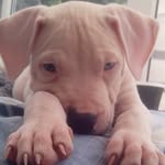 Phillip Bowie - @phillipbowiepup - Instagram