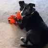 phylliscockerham - @phylliscockerham - TikTok