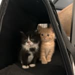 Philip Crisp - @penguin_and_pumpkin - Instagram